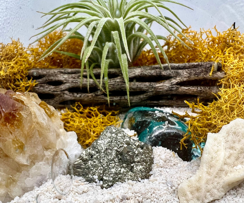 Golden Days Air Plant Terrarium Kit | Hand-Blown Glass on Wood | Citrine & Pyrite Crystals | DIY Coastal Decor | Nature-Inspired Gift