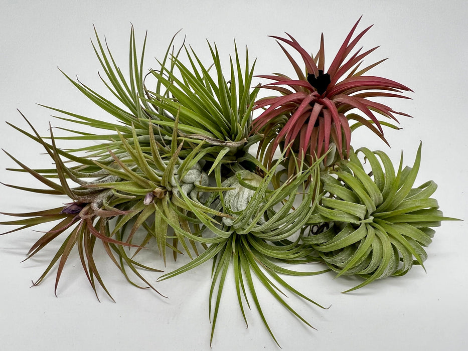 Nature’s Serenity – Green Fuchsite Air Plant Terrarium Kit | Hand Blown Glass Beach Decor