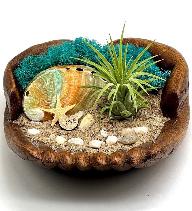 Air Plant Holder with Rare Oyster Shell | Hand Carved Wood Base | Coastal Decor | Orange & Blue Shell | Nature Inspired Gift