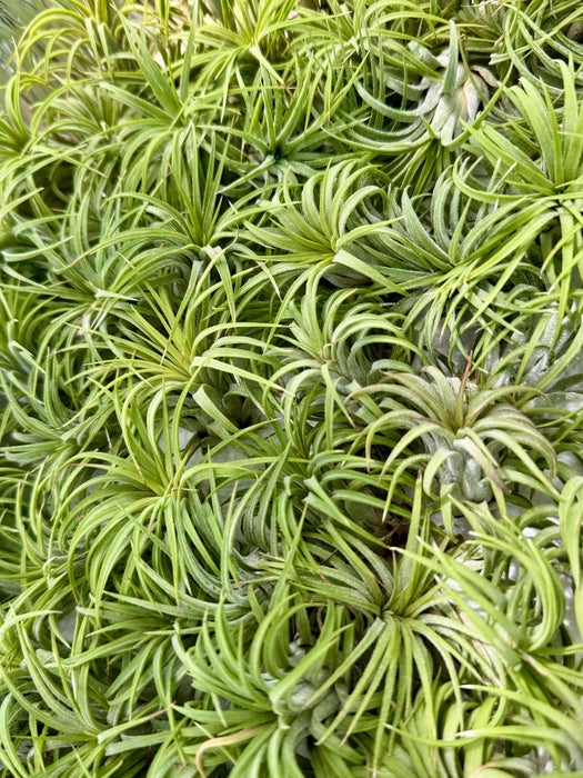 Air Plant Terrarium with Aventurine Tree – Zen Crystal Garden in Hand-Carved Wood Bowl