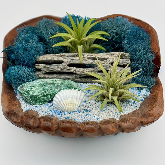 Coastal Air Plant Terrarium – Driftwood, Crystal & Moss Display in Hand-Carved Wood Bowl