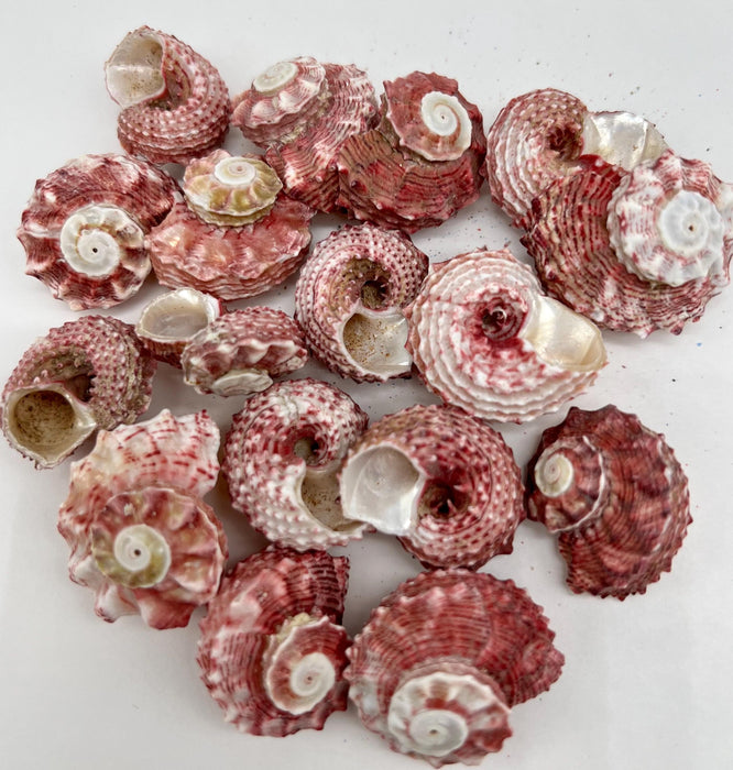 Air Plant Terrarium Kit – Pink Quartz, Shell & Moss in Hand-Carved Wood Hands