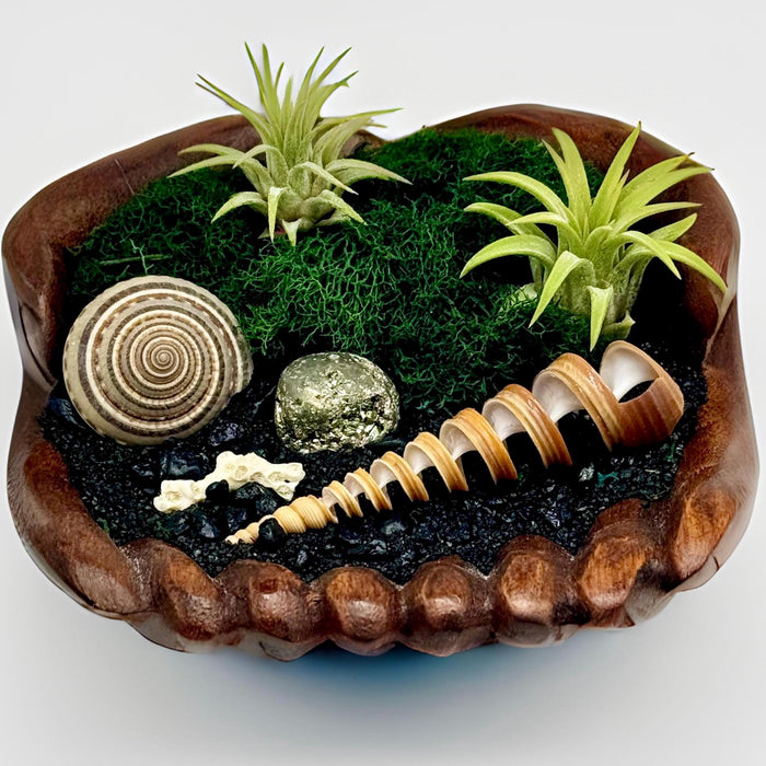 Air Plant Terrarium Kit – Coastal Crystal Display with Shells in Hand-Carved Wood Hands