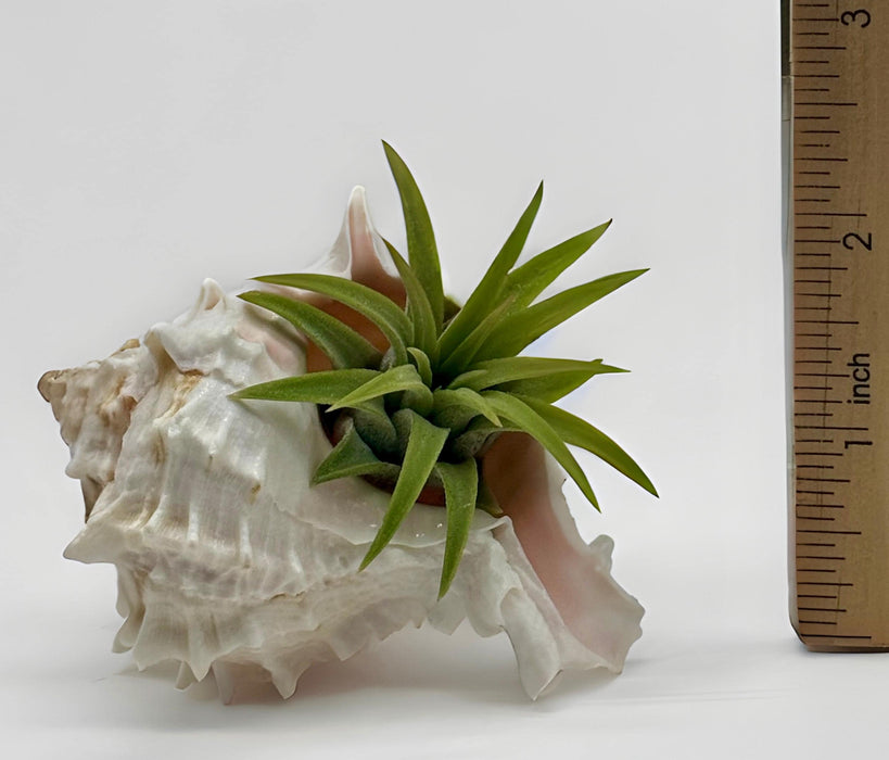 Pink Sea Shell Air Plant Set – Dolphin, Murex & Sea Urchin Shells with Live Air Plants | Coastal Desk Decor | Beach Gift Idea
