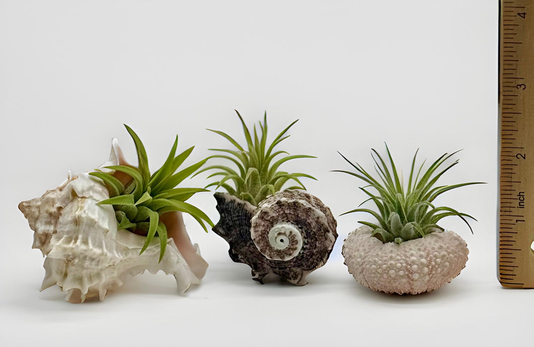 Pink Sea Shell Air Plant Set – Dolphin, Murex & Sea Urchin Shells with Live Air Plants | Coastal Desk Decor | Beach Gift Idea