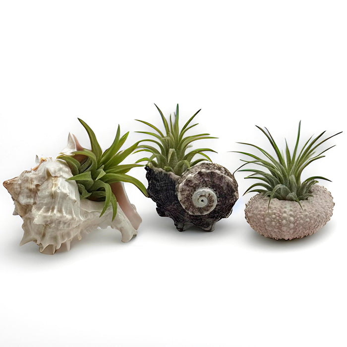 Pink Sea Shell Air Plant Set – Dolphin, Murex & Sea Urchin Shells with Live Air Plants | Coastal Desk Decor | Beach Gift Idea