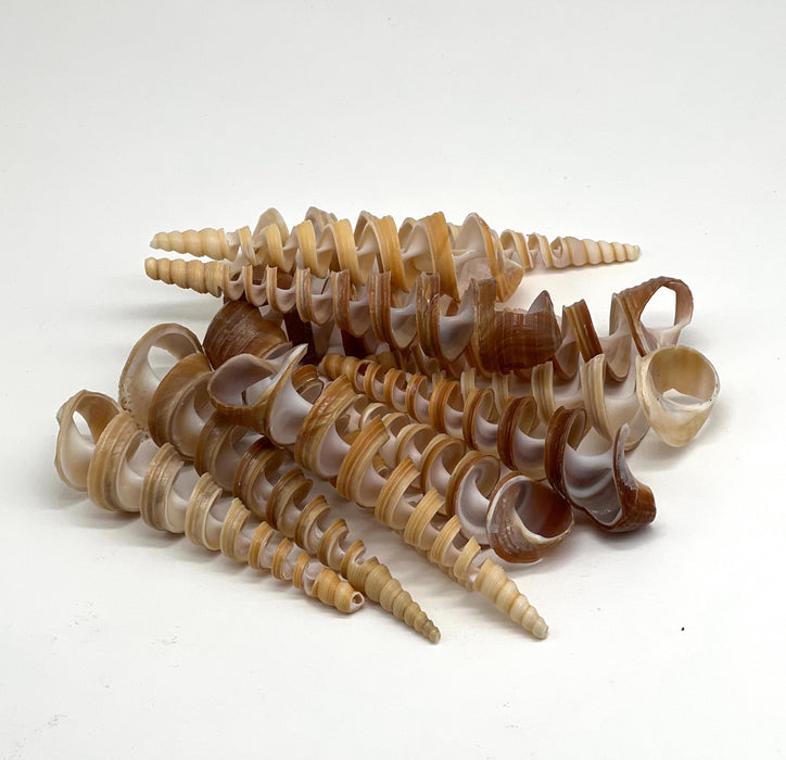 Air Plant Terrarium Kit – Coastal Crystal Display with Shells in Hand-Carved Wood Hands
