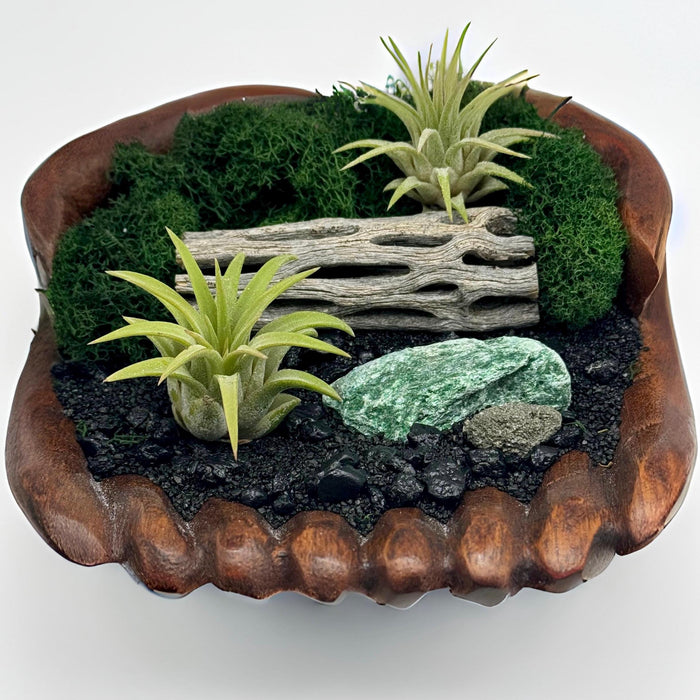Coastal Air Plant Terrarium Kit – Beach-Themed DIY Desk Planter with Driftwood & Shells