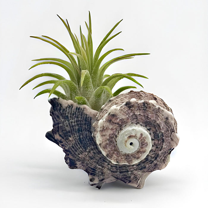 Pink Sea Shell Air Plant Set – Dolphin, Murex & Sea Urchin Shells with Live Air Plants | Coastal Desk Decor | Beach Gift Idea
