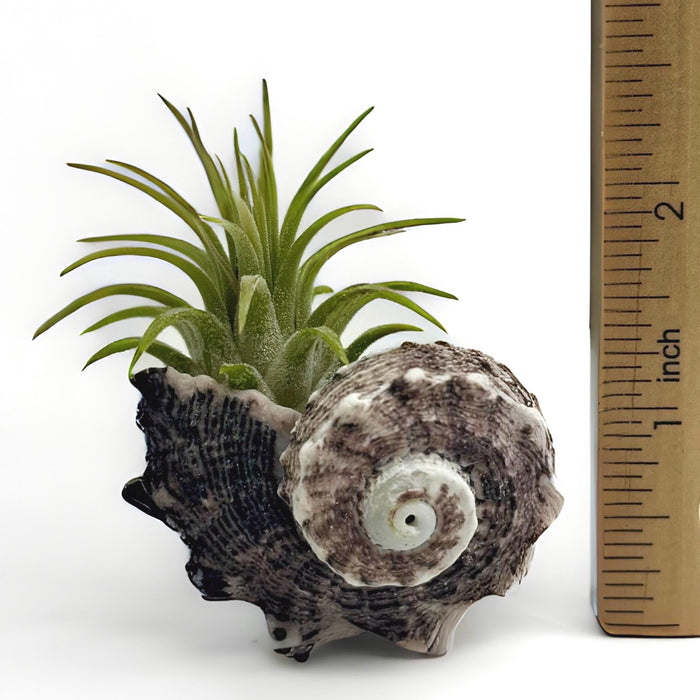 Pink Sea Shell Air Plant Set – Dolphin, Murex & Sea Urchin Shells with Live Air Plants | Coastal Desk Decor | Beach Gift Idea