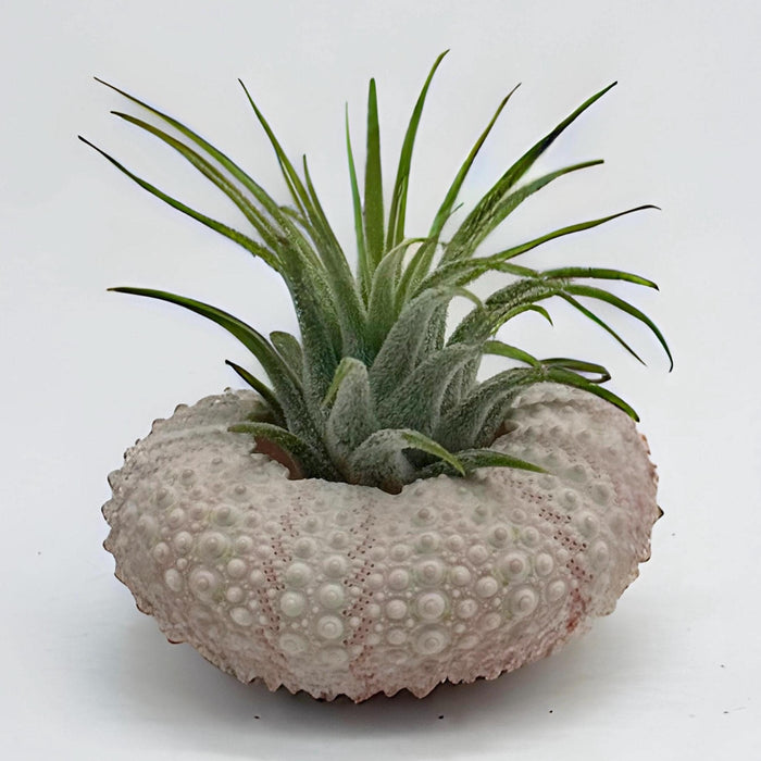 Pink Sea Shell Air Plant Set – Dolphin, Murex & Sea Urchin Shells with Live Air Plants | Coastal Desk Decor | Beach Gift Idea