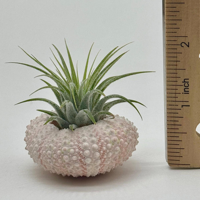 Pink Sea Shell Air Plant Set – Dolphin, Murex & Sea Urchin Shells with Live Air Plants | Coastal Desk Decor | Beach Gift Idea