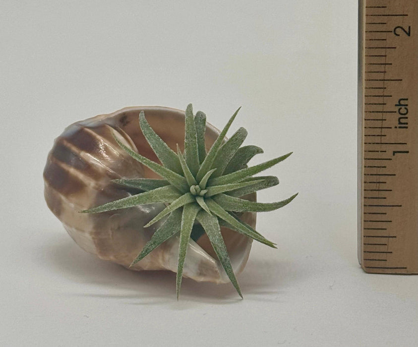 Sea Shell Air Plant Set – Pearl Delphinus, Tonna & Harp Shells with Live Plants | Mini Coastal Decor | Ocean Gift | Nautical Desk Set