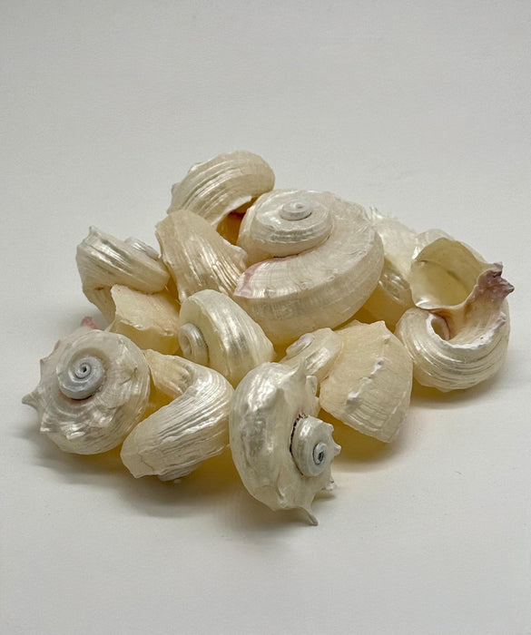Sea Shell Air Plant Set – Pearl Delphinus, Tonna & Harp Shells with Live Plants | Mini Coastal Decor | Ocean Gift | Nautical Desk Set