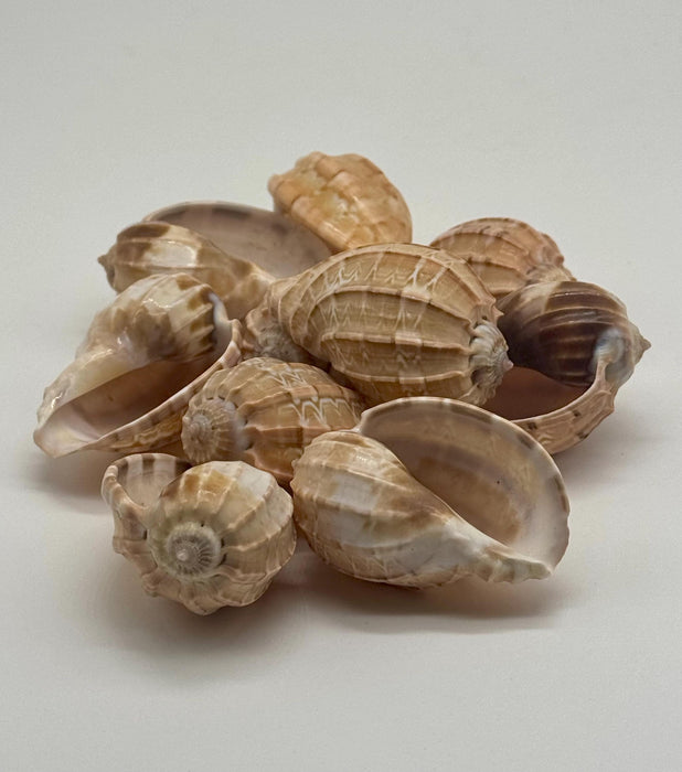 Sea Shell Air Plant Set – Pearl Delphinus, Tonna & Harp Shells with Live Plants | Mini Coastal Decor | Ocean Gift | Nautical Desk Set
