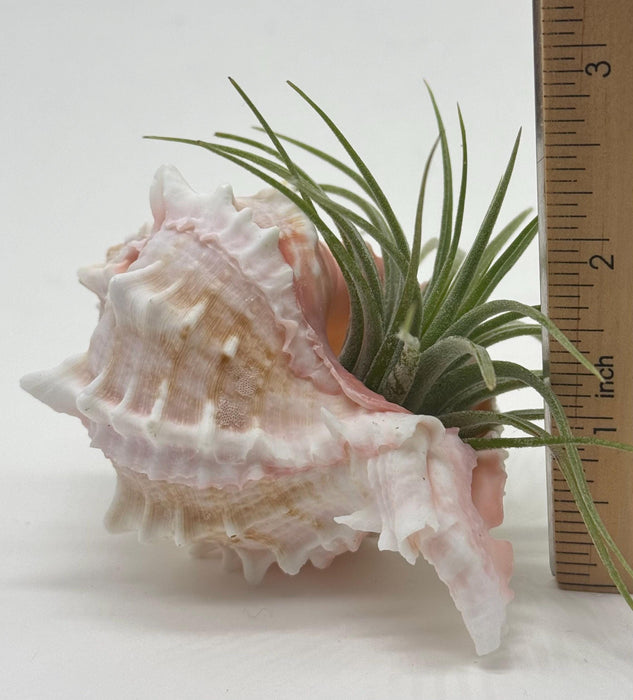 Murex & Tonna Sea Shell Air Plant Set – Live Air Plants with Coastal Shells | Beach Decor Gift | Nautical Home Accent | Ocean Inspired