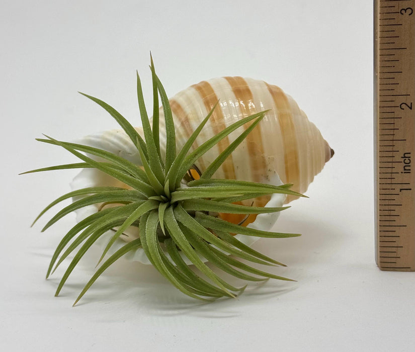 Murex & Tonna Sea Shell Air Plant Set – Live Air Plants with Coastal Shells | Beach Decor Gift | Nautical Home Accent | Ocean Inspired