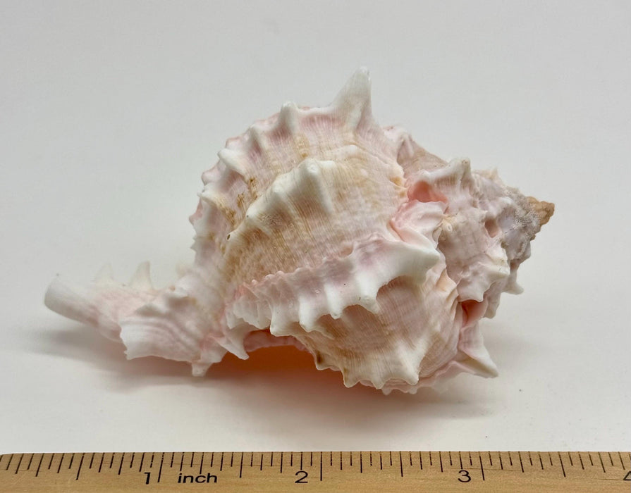 Murex & Tonna Sea Shell Air Plant Set – Live Air Plants with Coastal Shells | Beach Decor Gift | Nautical Home Accent | Ocean Inspired