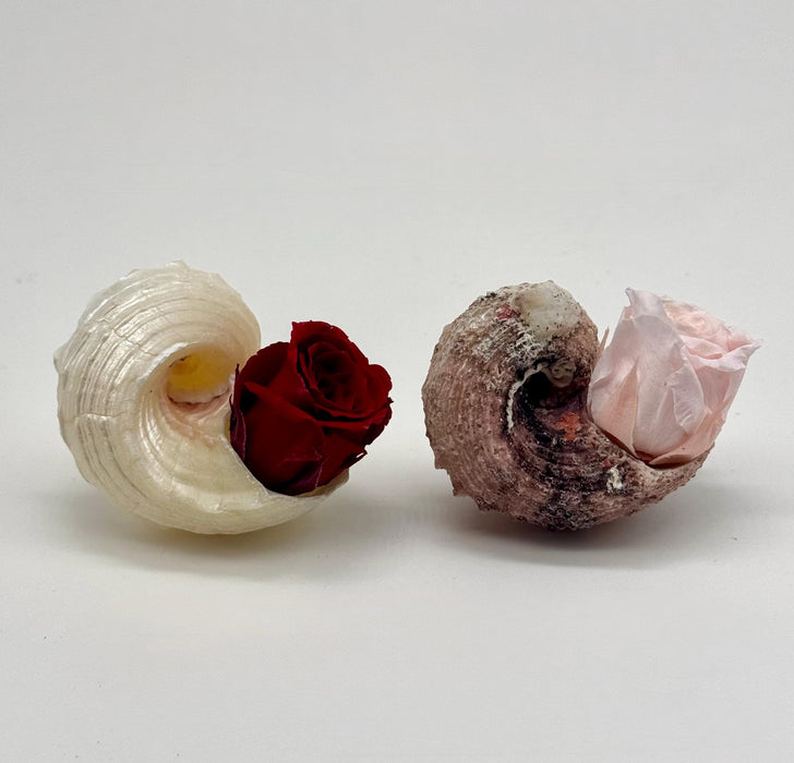 Set of 2 Coastal Shell Arrangements with Dried Roses – Beach Wedding Decor + Planter Gifts