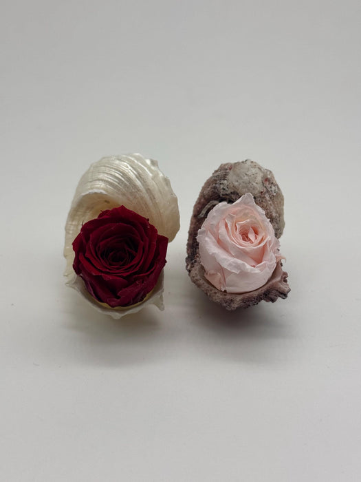 Set of 2 Coastal Shell Arrangements with Dried Roses – Beach Wedding Decor + Planter Gifts