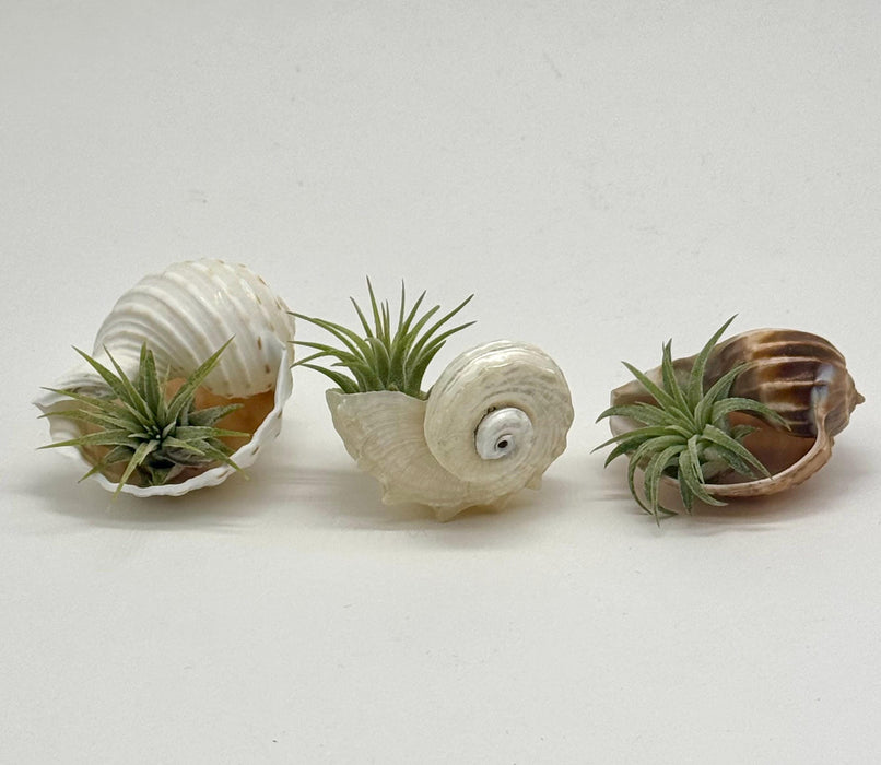 Sea Shell Air Plant Set – Pearl Delphinus, Tonna & Harp Shells with Live Plants | Mini Coastal Decor | Ocean Gift | Nautical Desk Set