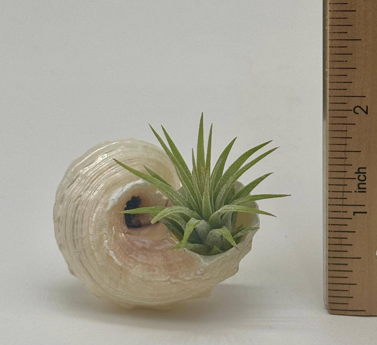 Sea Shell Air Plant Set – Pearl Delphinus, Tonna & Harp Shells with Live Plants | Mini Coastal Decor | Ocean Gift | Nautical Desk Set