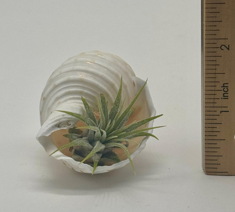 Sea Shell Air Plant Set – Pearl Delphinus, Tonna & Harp Shells with Live Plants | Mini Coastal Decor | Ocean Gift | Nautical Desk Set