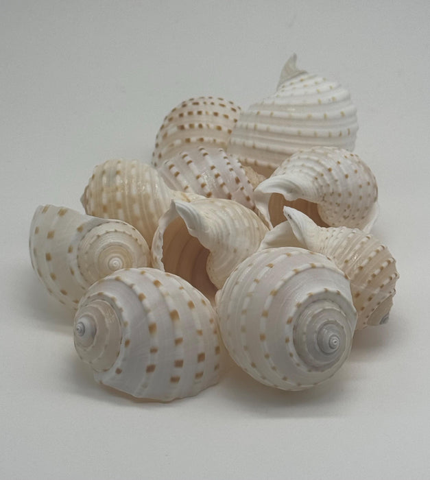 Sea Shell Air Plant Set – Pearl Delphinus, Tonna & Harp Shells with Live Plants | Mini Coastal Decor | Ocean Gift | Nautical Desk Set