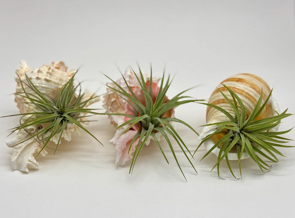 Murex & Tonna Sea Shell Air Plant Set – Live Air Plants with Coastal Shells | Beach Decor Gift | Nautical Home Accent | Ocean Inspired