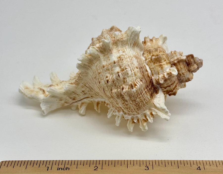 Murex & Tonna Sea Shell Air Plant Set – Live Air Plants with Coastal Shells | Beach Decor Gift | Nautical Home Accent | Ocean Inspired