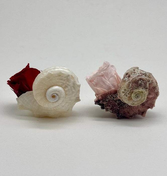 Set of 2 Coastal Shell Arrangements with Dried Roses – Beach Wedding Decor + Planter Gifts
