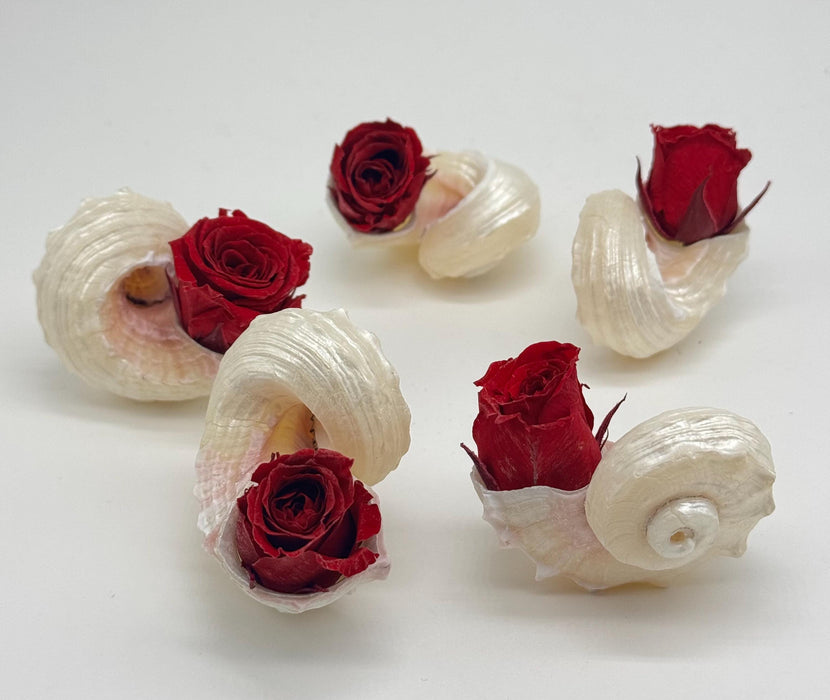 Set of 2 Coastal Shell Arrangements with Dried Roses – Beach Wedding Decor + Planter Gifts