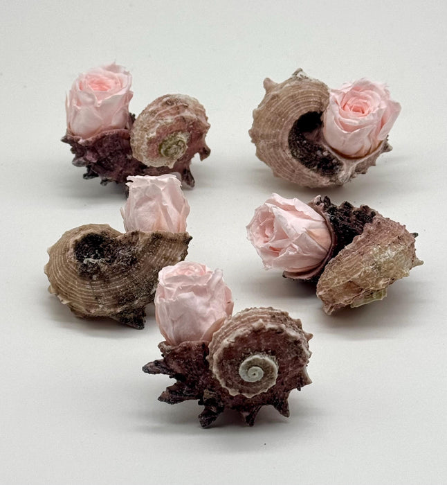 Set of 2 Coastal Shell Arrangements with Dried Roses – Beach Wedding Decor + Planter Gifts