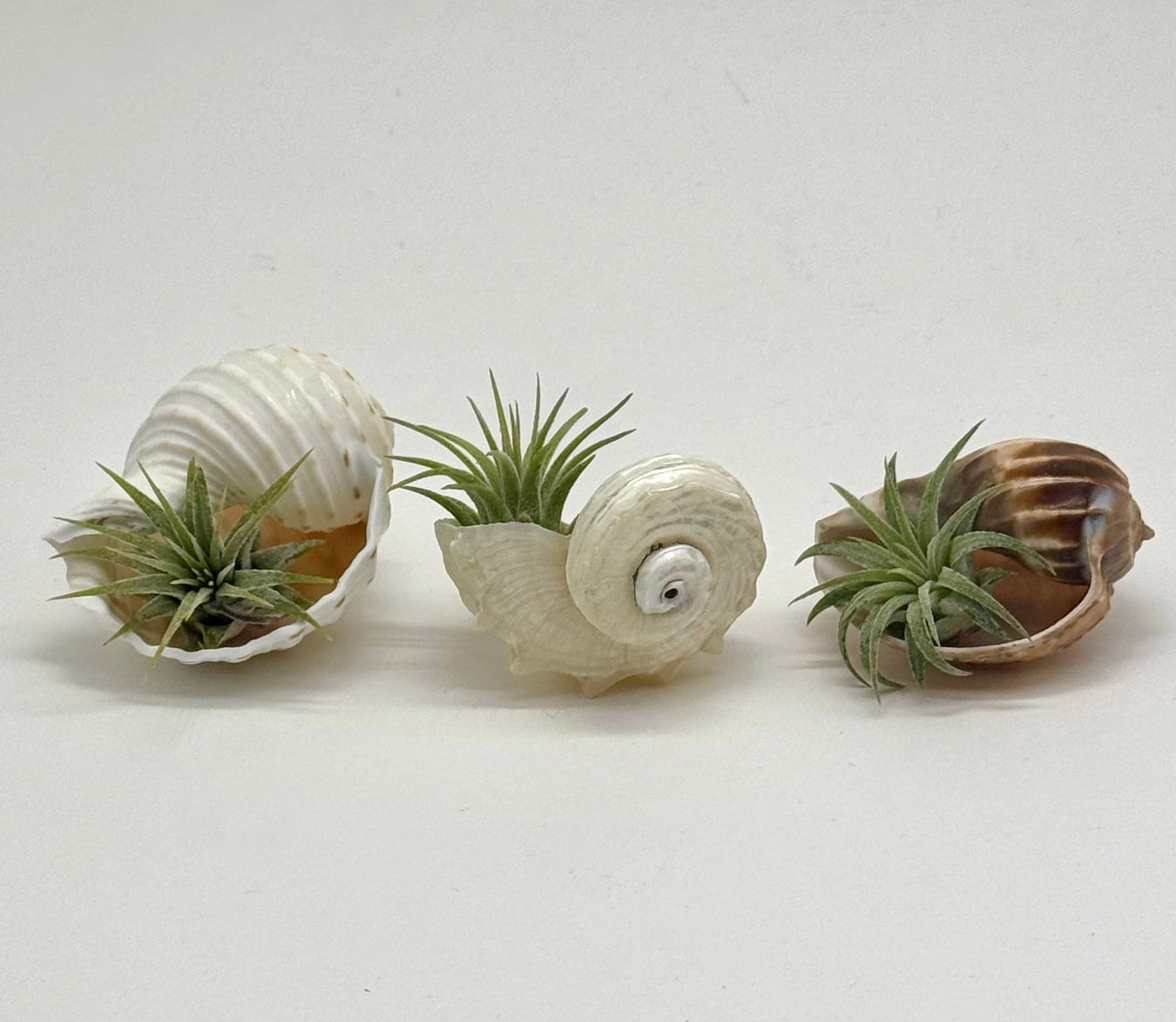 Air Plants & Shells