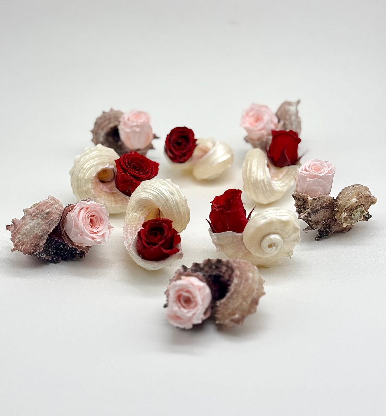 Preserved Roses & Shells