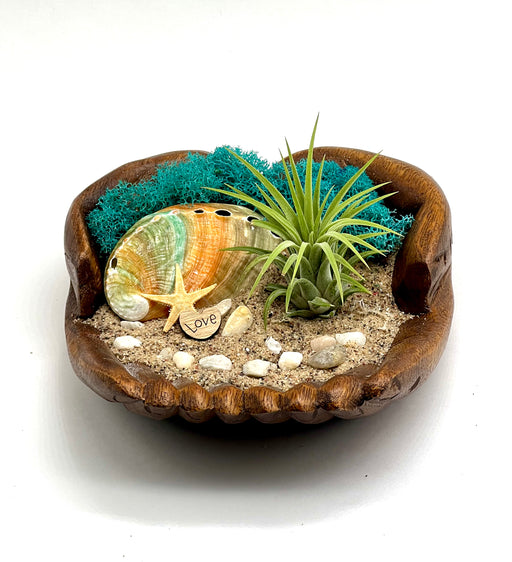 Coastal-inspired Hand Carved Wood Air Plant Holder for Plant Lovers - Featuring Limited Edition Multi Colored Unique Oyster Shell