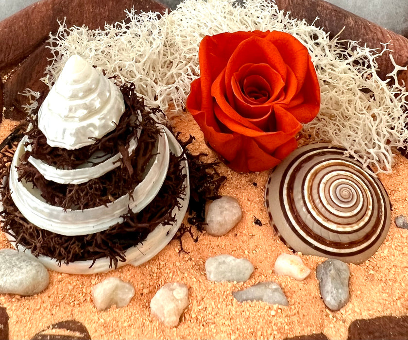 DIY Hand-Carved Wood Hands Bowl with Brown Christmas Spiral Shell Tree, Orange Preserved Rose, Sundial Sea Shell and More