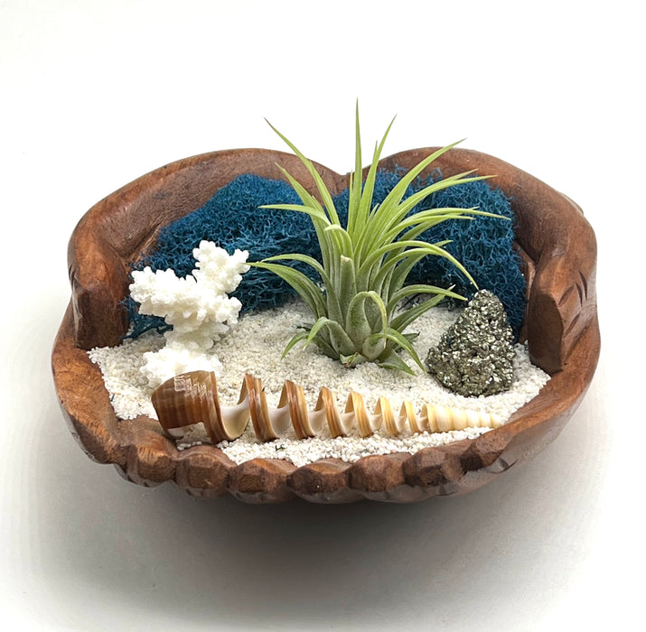 A Tranquil Oasis of Blue Moss, a Spiral Cut Shell, Pyrite Crystal, and Air Plant in Wood Crafted Hands