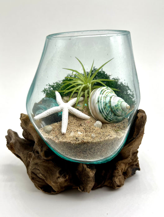 DIY Beach Decor Kit with Starfish, Seashell, Pebbles, Moss, and Hand-Blown Glass in a 6x6 Inch Air Plant Terrarium