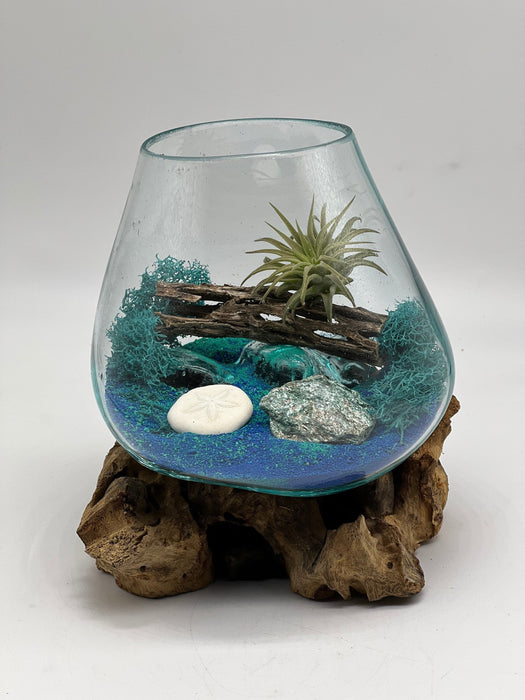 Nature Home Decor, Green Fuchsite Raw Stone Air Plant Beach Terrarium Kit with Miniature Sand Dollar, Blown Glass, Approx 5x5 inches