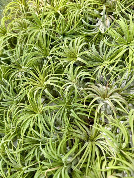 Nature's Serenity: Desktop Air Plant Terrarium - A Hand-Blown Glass DIY Kit for Harmonizing Workspaces with Green Calcite & Seashell Accents