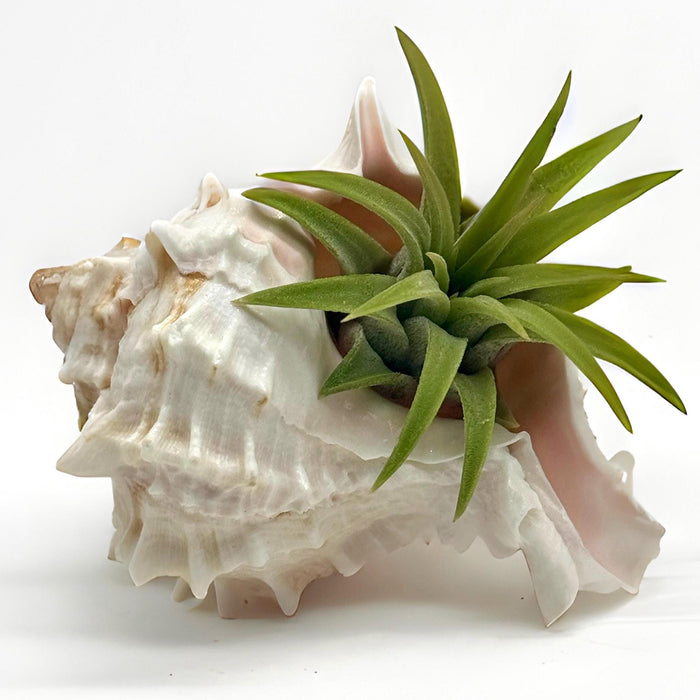 Set of 3 Pink Beautiful Sea Shells with Mini Air Plants  Dolphin, Murex, and Sea Urchin