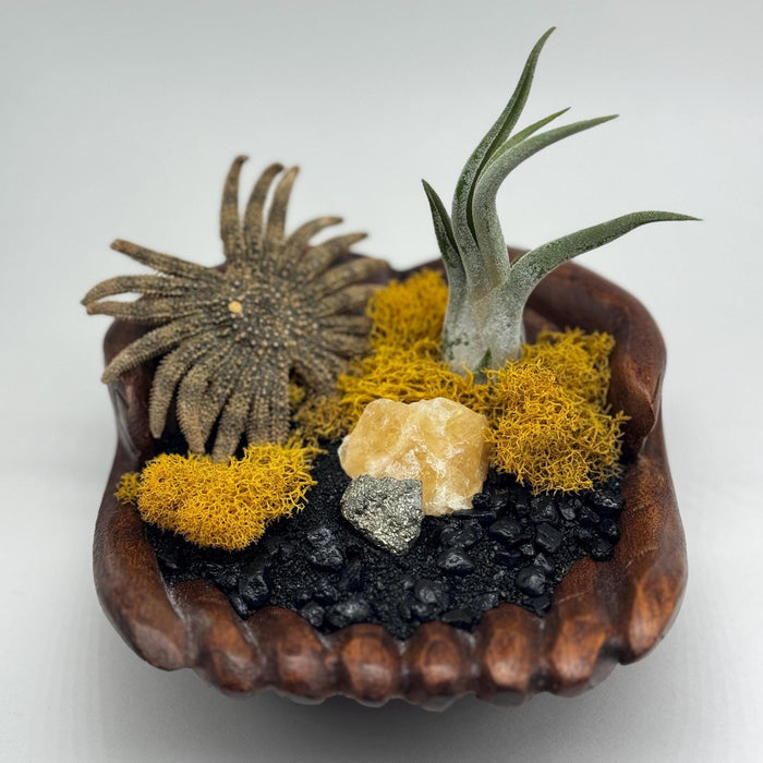 Air Plant Holder Spooky Halloween Theme Wood Carved Display, Easy to Care for - Black Sand Beach Vibes