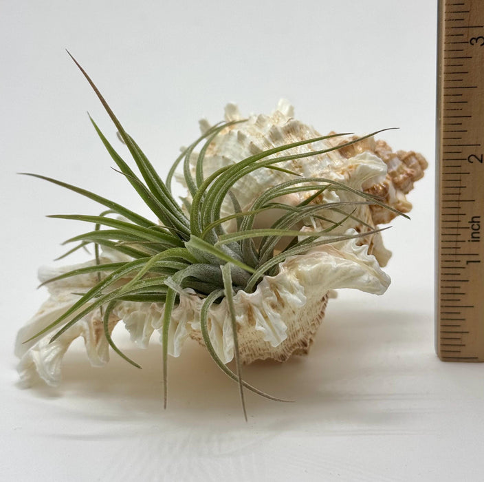 Set of Stunning Sea Shells with Air Plants  Featuring Murex and Tonna Shells, Approximately 34 Inches.