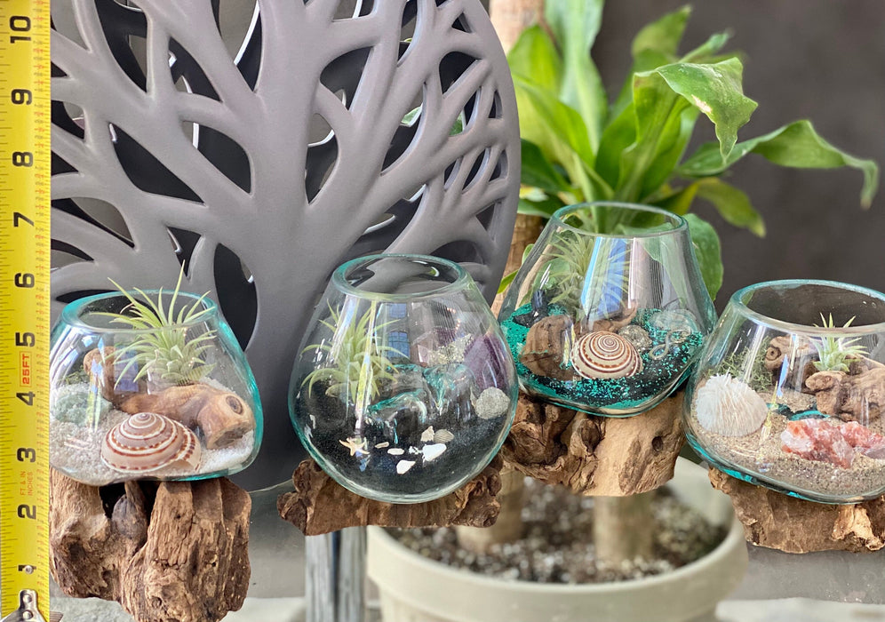 Elevate your small space with our Air Plant Terrarium - Hand-Blown Glass, Sundial Shell, Green Aventurine Crystal, Cholla Cactus Wood