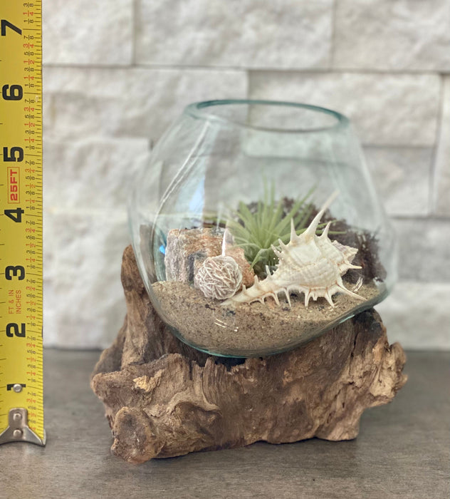 Sea Scape Beach Air Plant Terrarium: Hand-Blown Glass Kit with Natural Wood Base, Table Centerpiece for Coastal Home Decor