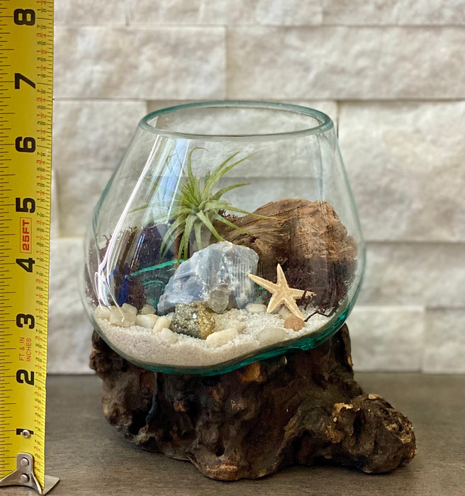 Air Plant Beach Terrarium Kit in Blown Glass - Coastal Dreams Inspired, 6x6 Inches - Perfect for Sustainable Home Decor and Tranquil Gifting