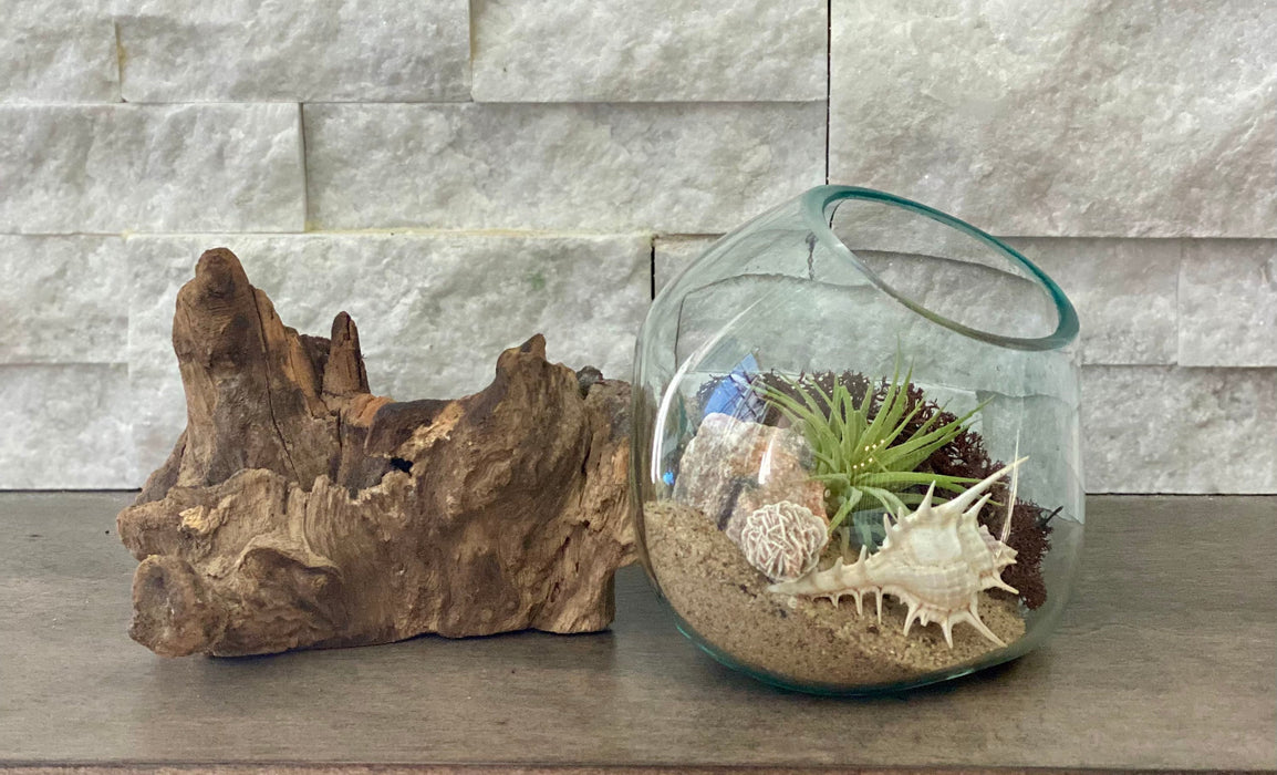 Sea Scape Beach Air Plant Terrarium: Hand-Blown Glass Kit with Natural Wood Base, Table Centerpiece for Coastal Home Decor