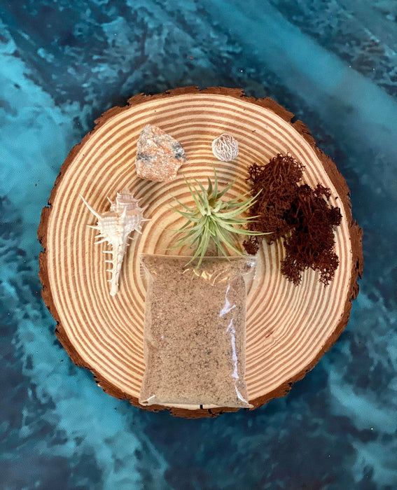 Sea Scape Beach Air Plant Terrarium: Hand-Blown Glass Kit with Natural Wood Base, Table Centerpiece for Coastal Home Decor