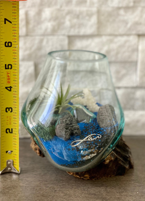 Create a Tranquil Oasis with Our Air Plant Beach Display Kit - Volcanic Rocks, Coral, Black & Blue Sand Terrarium